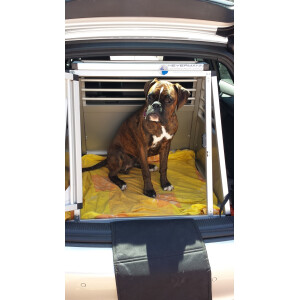 Boxer in Hundetransportbox